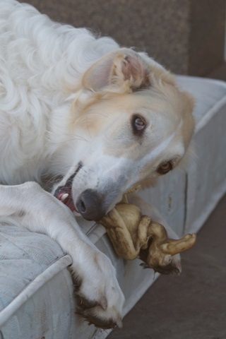 Go Go Bolshoi Jesse James - borzoi | Smile.