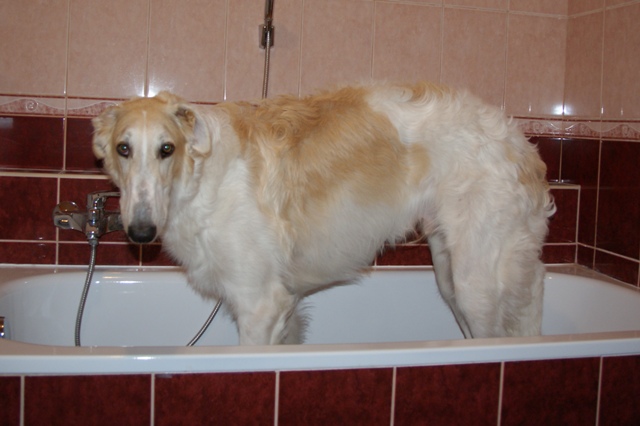 Go Go Bolshoi Jesse James - borzoi | First bath.