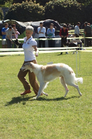Go Go Bolshoi Jesse James - borzoi | My first dog show.