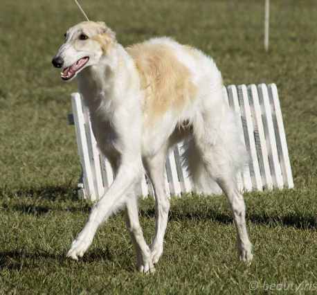 Go Go Bolshoi Jesse James - borzoi | I movement at 7 months old.