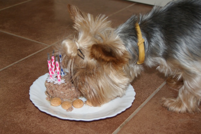 Elli from The Golden Morning - yorkshire terrier | My fourth birthday cake.