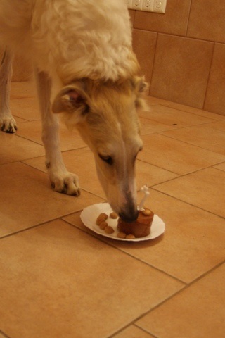 Go Go Bolshoi Jesse James - borzoi | I'm seven months and I got a cake.