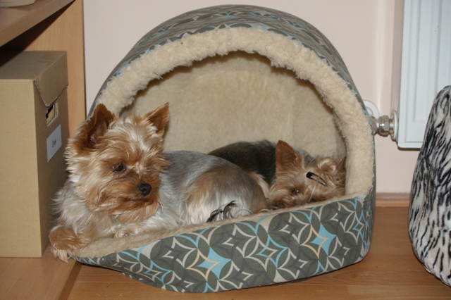 Elli from The Golden Morning - yorkshire terrier | Gubanc takes care of me.