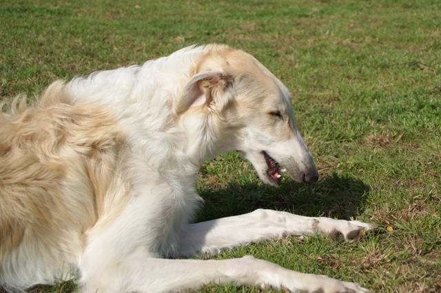 Go Go Bolshoi Jesse James - borzoi | Grin.