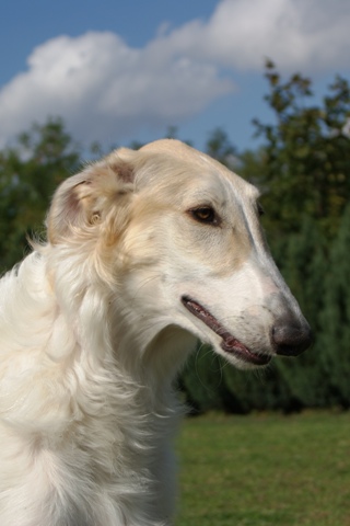 Go Go Bolshoi Jesse James - borzoi | Mami says: Simply beautiful.