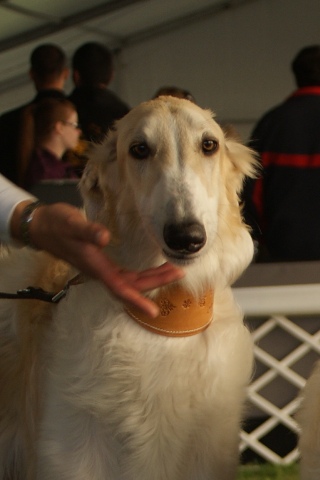 Go Go Bolshoi Jesse James - borzoi | On the dog show.
