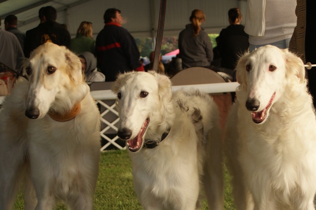 Go Go Bolshoi Jesse James - borzoi | The small team.