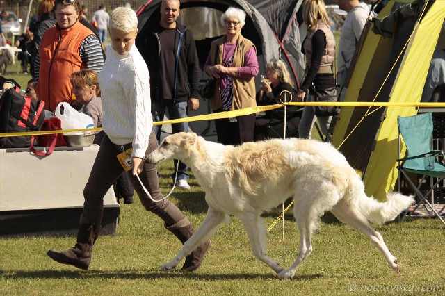 Go Go Bolshoi Jesse James - borzoi | Harmony.