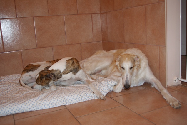 Go Go Bolshoi Jesse James - borzoi | Relaxation with Álom.
