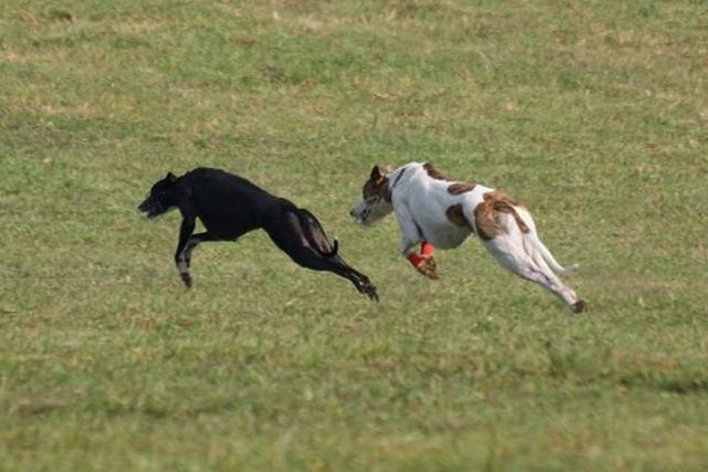 Pannon-Oriental Álom - magyar agár | I ran in a circle with a Greyhound (Ofra). There was nothing.