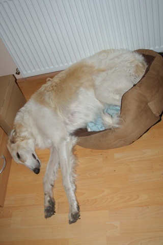 Go Go Bolshoi Jesse James - borzoi | Mistake. This bed isn't mine, but confortable.