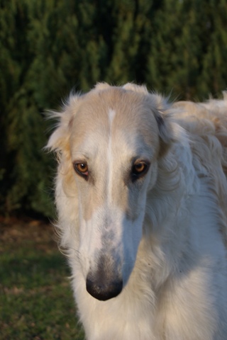 Go Go Bolshoi Jesse James - borzoi | The great big boy.