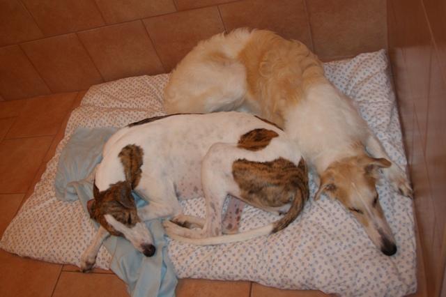 Go Go Bolshoi Jesse James - borzoi | Small crescent - large crescent.