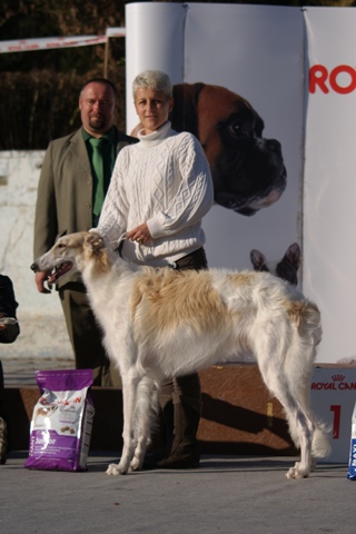 Go Go Bolshoi Jesse James - borzoi | Puppy BIS I.