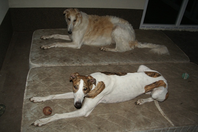 Go Go Bolshoi Jesse James - borzoi | >We're the same.