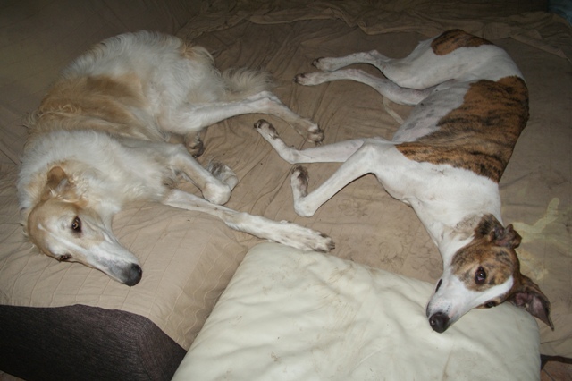 Go Go Bolshoi Jesse James - borzoi | We're tired.