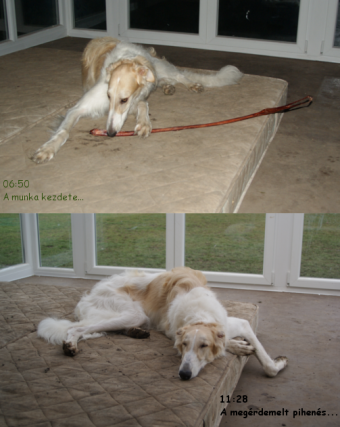 Go Go Bolshoi Jesse James - borzoi | I work.