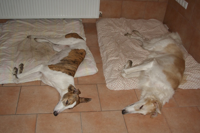 Go Go Bolshoi Jesse James - borzoi | Who is imitating whom.