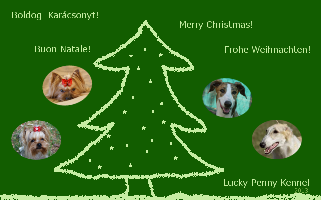 Elli from The Golden Morning - yorkshire terrier | Merry Christmas.