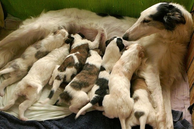 Go Go Bolshoi Jesse James - borzoi | My mother and my brothers with me.  Who knows which I am? (I am on the right side of the winger.