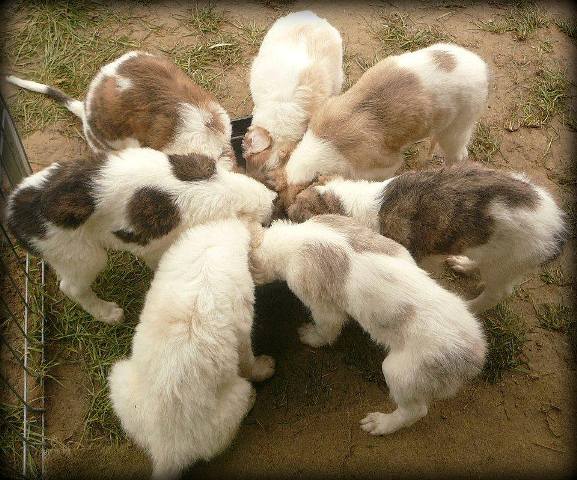Go Go Bolshoi Jesse James - borzoi | Dining.