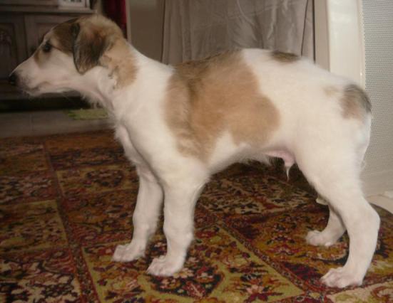 Go Go Bolshoi Jesse James - borzoi | Loafing.