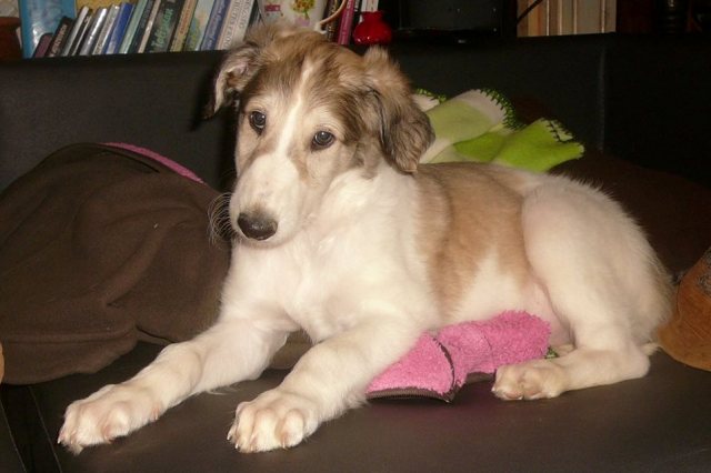 Go Go Bolshoi Jesse James - borzoi | The Little Prince.