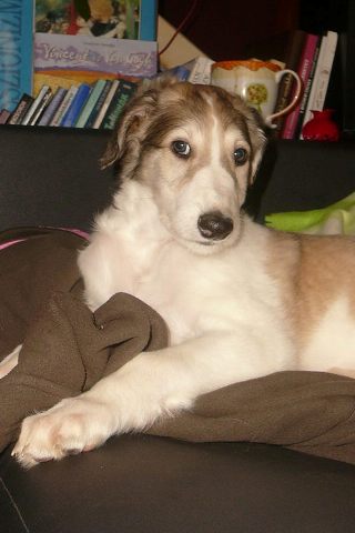 Go Go Bolshoi Jesse James - borzoi | What I'm thinking.
