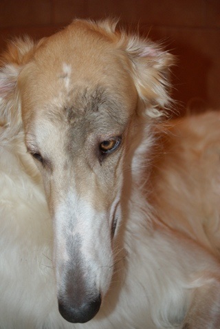 Go Go Bolshoi Jesse James - borzoi | Dirty?