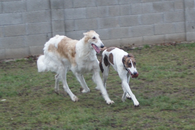 Go Go Bolshoi Jesse James - borzoi | With Anada.