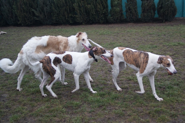 Go Go Bolshoi Jesse James - borzoi | Álom's ball we want.
