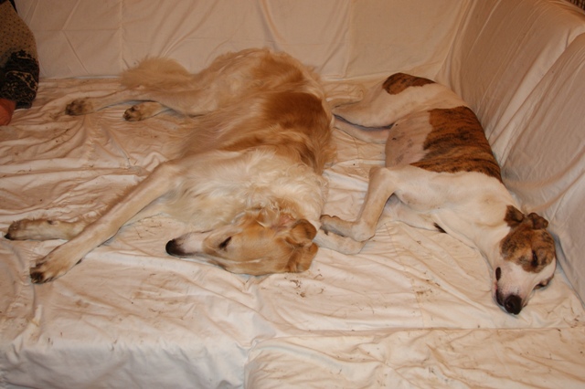 Go Go Bolshoi Jesse James - borzoi | Who mimics the other?