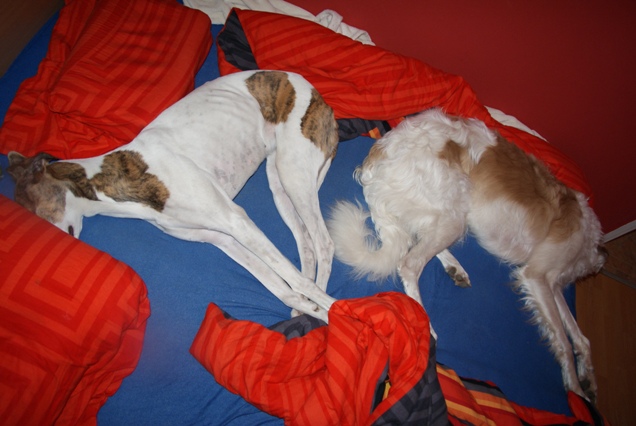 Go Go Bolshoi Jesse James - borzoi | If we do not see Mami, she does not see us. And then we stay here...