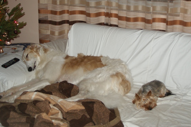 Go Go Bolshoi Jesse James - borzoi | Me and Elli, who is one of my sister. She is very very small.