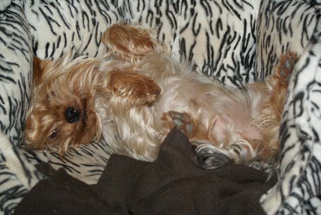 Bright Eyed Hiro Fred - yorkshire terrier |  I get a tummy caress?