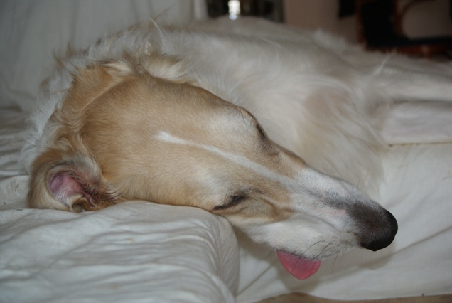 Go Go Bolshoi Jesse James - borzoi | The baby is sleeping.