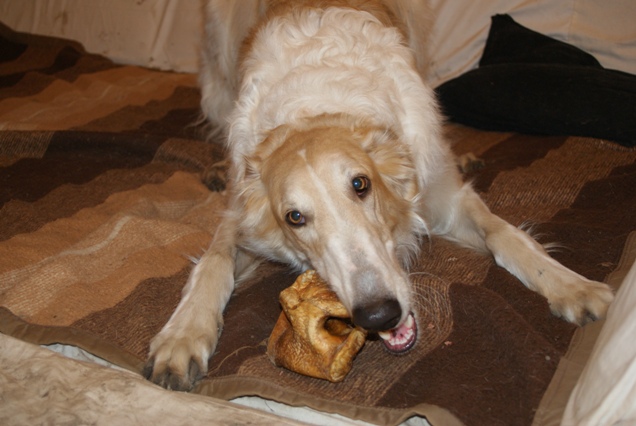 Go Go Bolshoi Jesse James - borzoi | My cake decoration...
