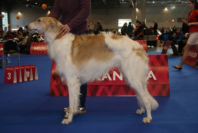 Go Go Bolshoi Jesse James - borzoi | Practicing in the ring.