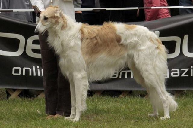 Go Go Bolshoi Jesse James - borzoi | Under review.