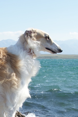 Go Go Bolshoi Jesse James - borzoi | The sea and me...
