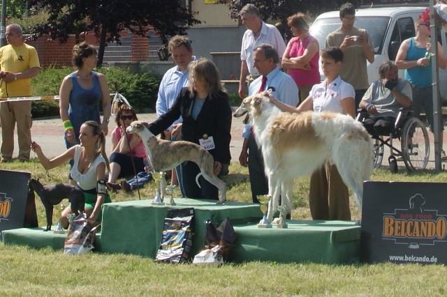 Go Go Bolshoi Jesse James - borzoi | I'm the second best among adults. Mami and Papi are very proud of me.