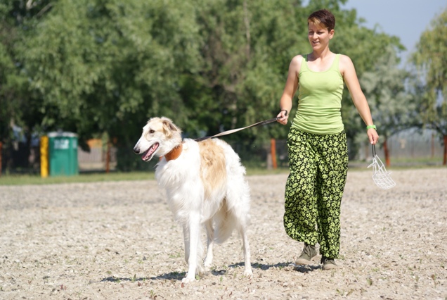 Go Go Bolshoi Jesse James - borzoi | Preparing for the first coursing.