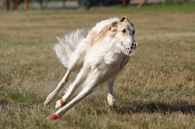 Go Go Bolshoi Jesse James - borzoi | The first turn...
