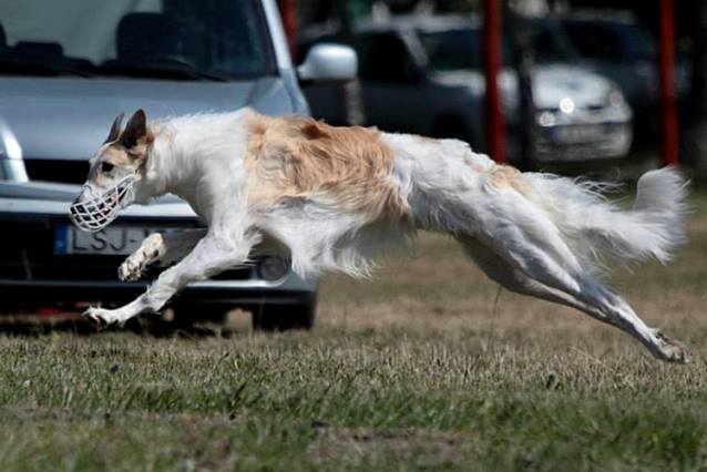 Go Go Bolshoi Jesse James - borzoi | Whoo, it's very good!