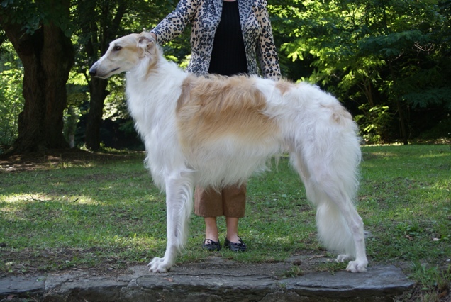 Go Go Bolshoi Jesse James - borzoi | You like me?