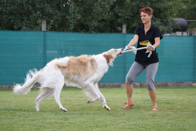 Go Go Bolshoi Jesse James - borzoi | Who is stronger? Mami or me?