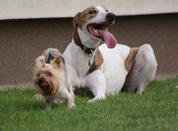 Elli from The Golden Morning - yorkshire terrier | With my girlfriend.