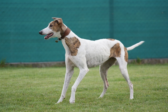 Pannon-Oriental Álom - magyar agar | Throw the ball already!