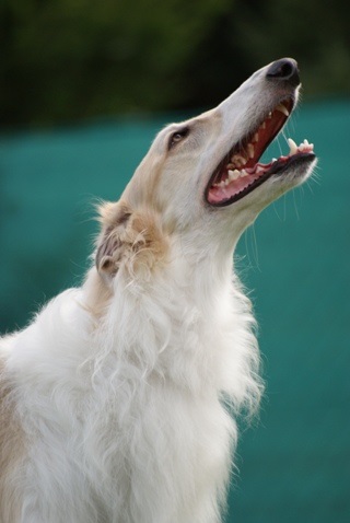 Go Go Bolshoi Jesse James - borzoi | I watch my mother.