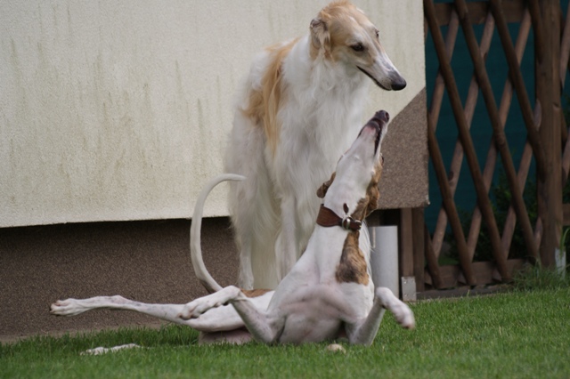 Go Go Bolshoi Jesse James - borzoi | Badinage...